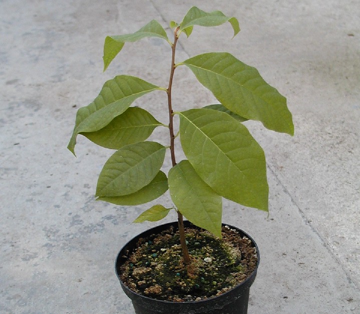 Asimina triloba Indianerbanane, Papau 20/25cm -BIO